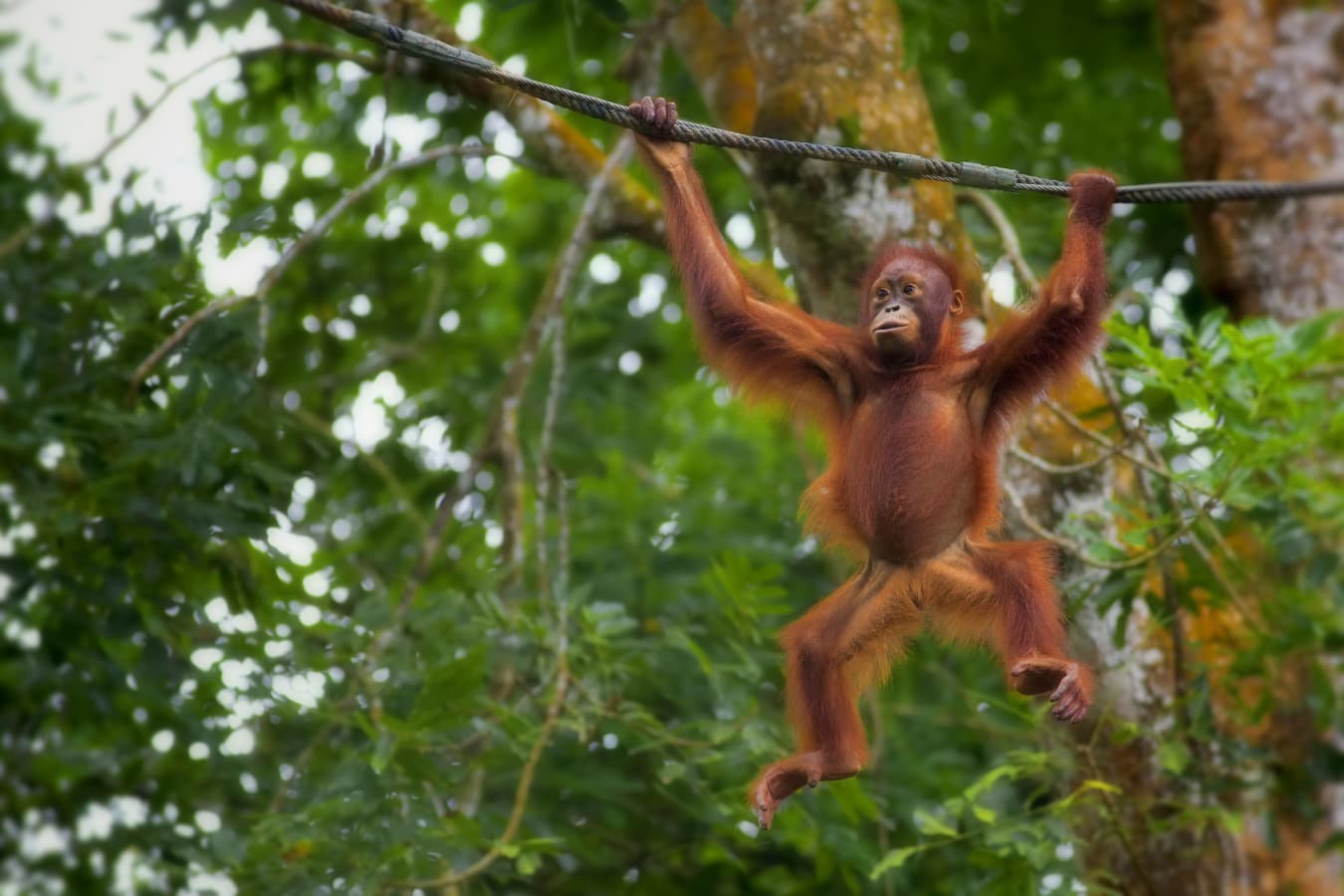 Indonesia Family Explorer