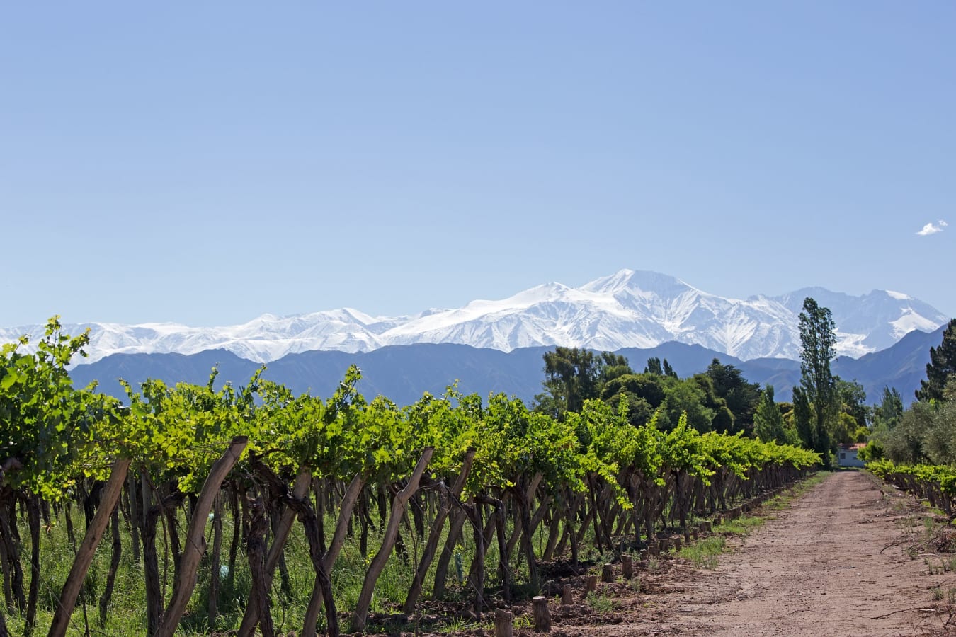 5 Day Argentina Wine Sampler