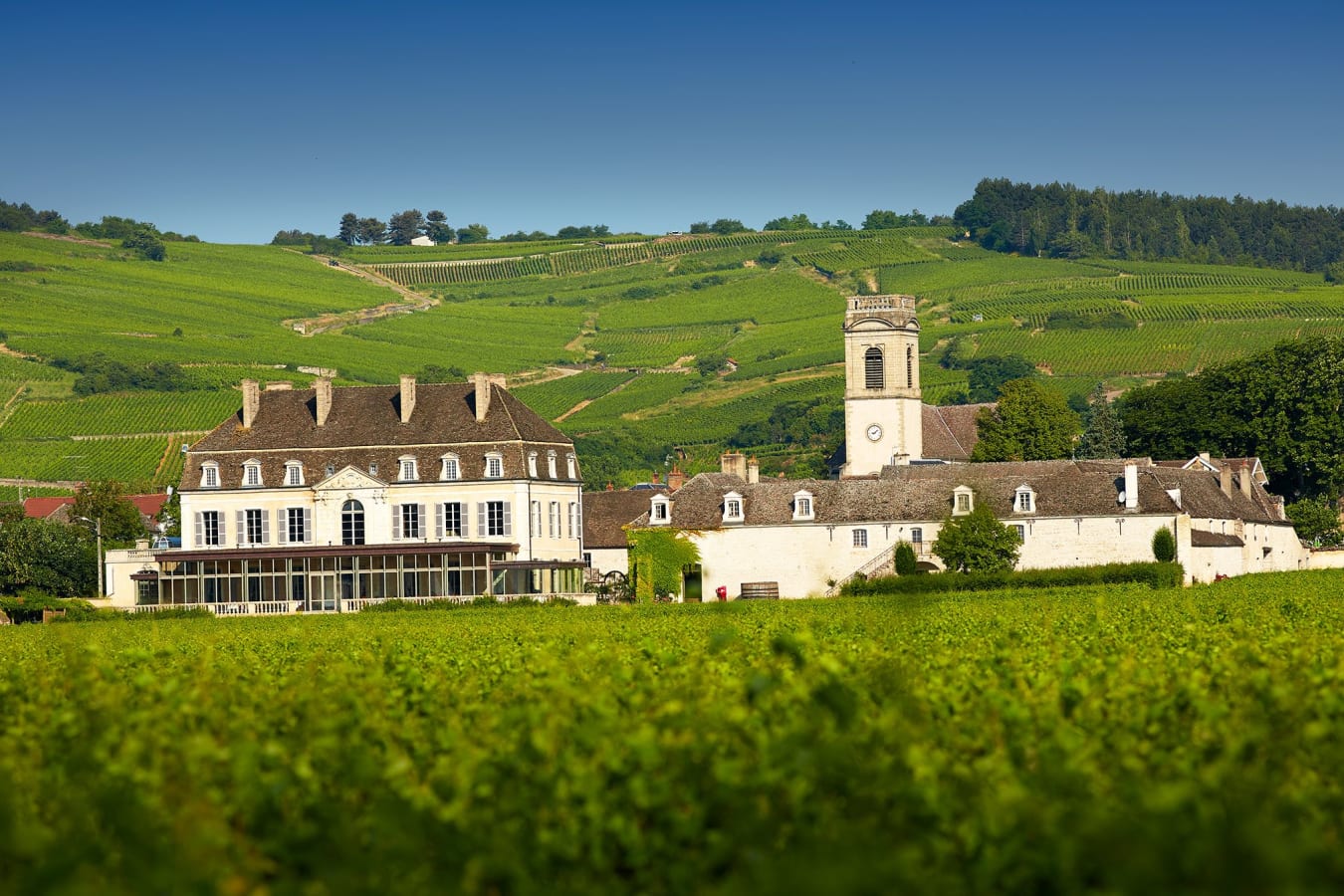 Terroir Discovery of Burgundy