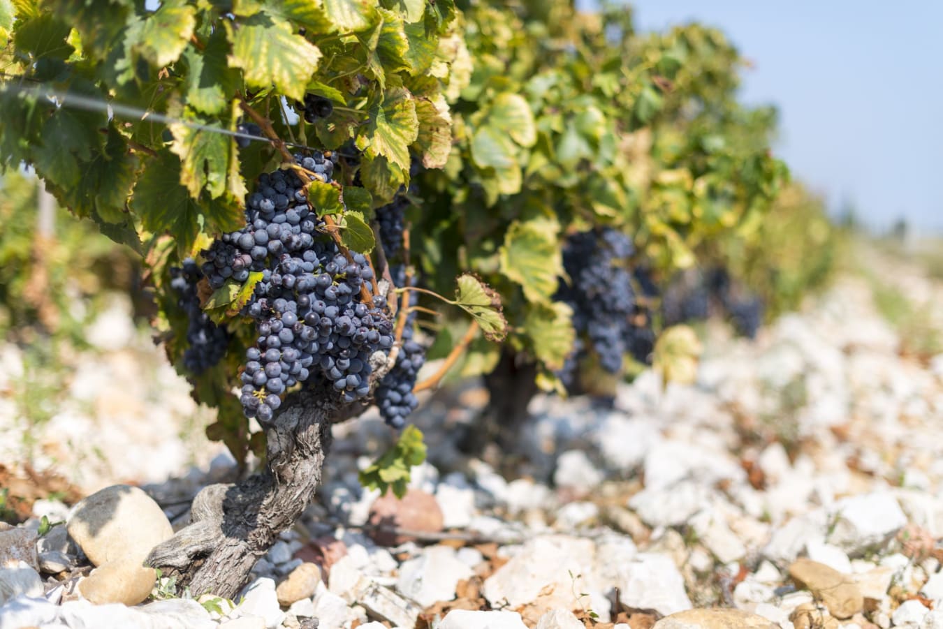 Sample | Rhône Valley Vineyard Discovery