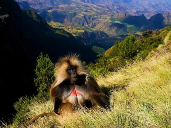 Simien Mountains — photographed in Ethiopia by Travel Ethiopia, licensed tour operator since 1994