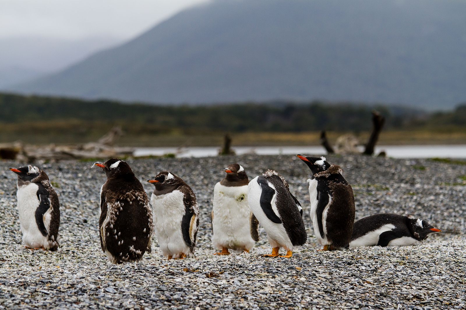 Penguins in Tierra del Fuego