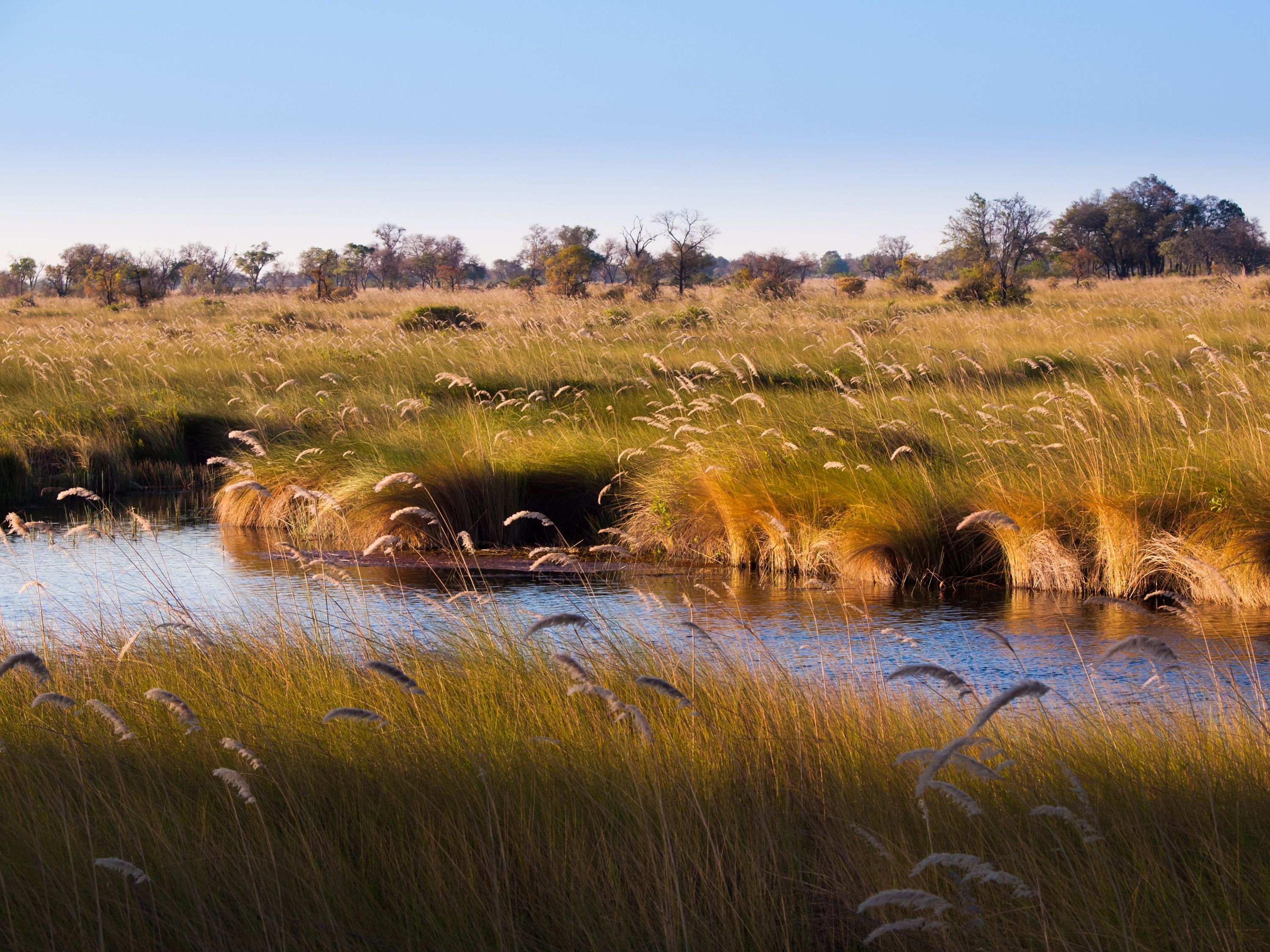 okovango delta landscape