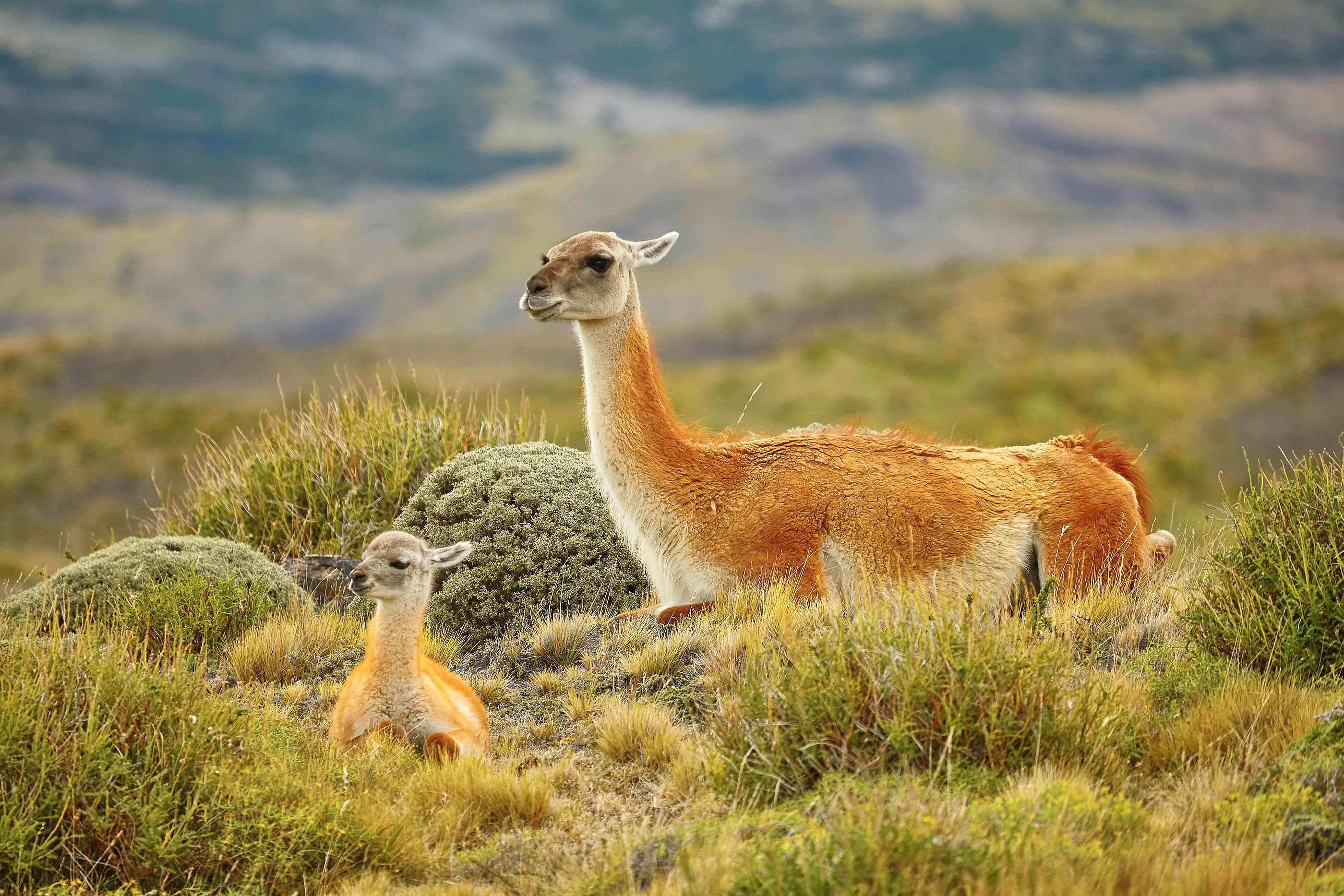 Mother and baby guanaco standing together in the Patagonian wilderness