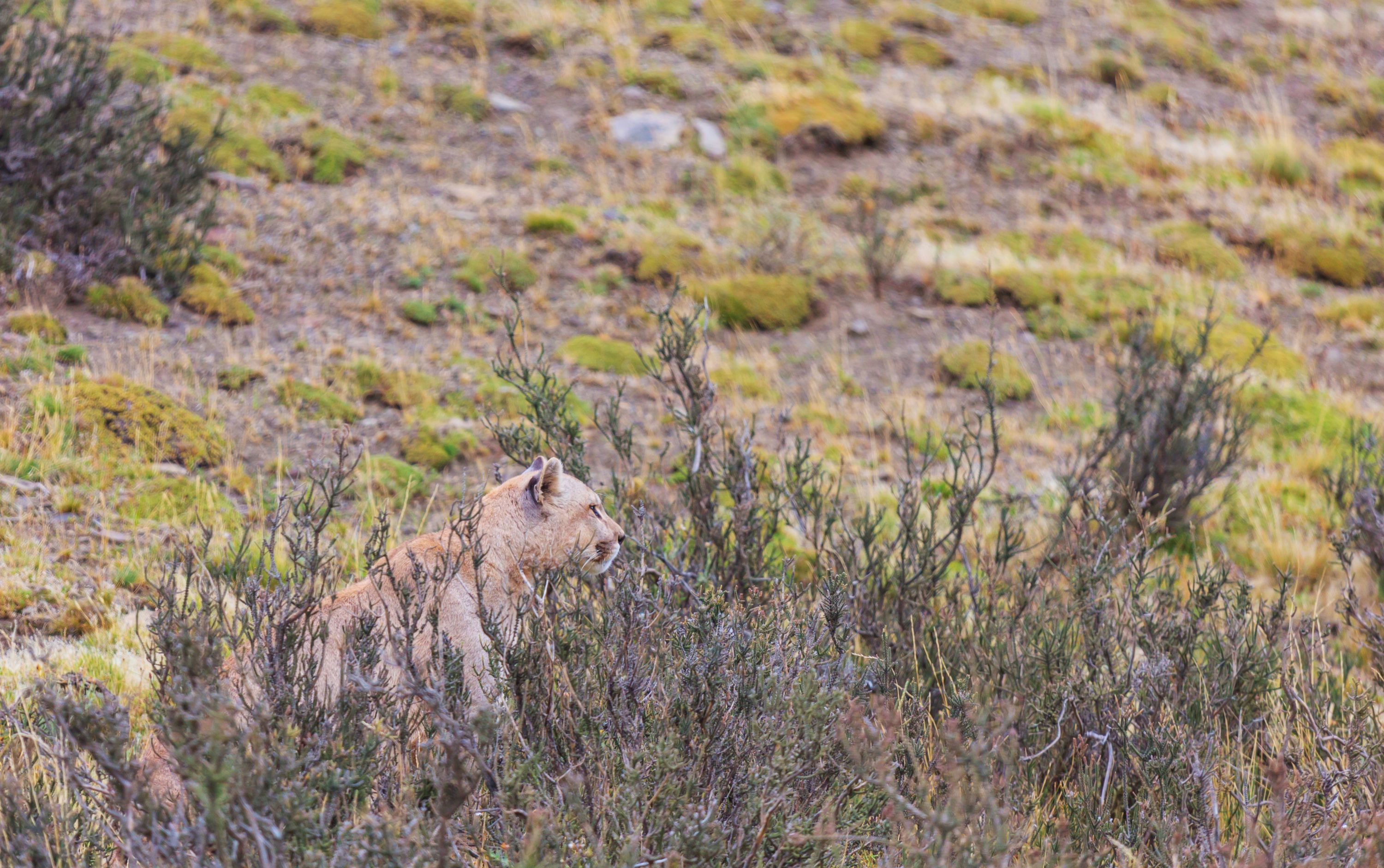 Pumas grazing in front of the dramatic peaks of Torres del Paine in Chile