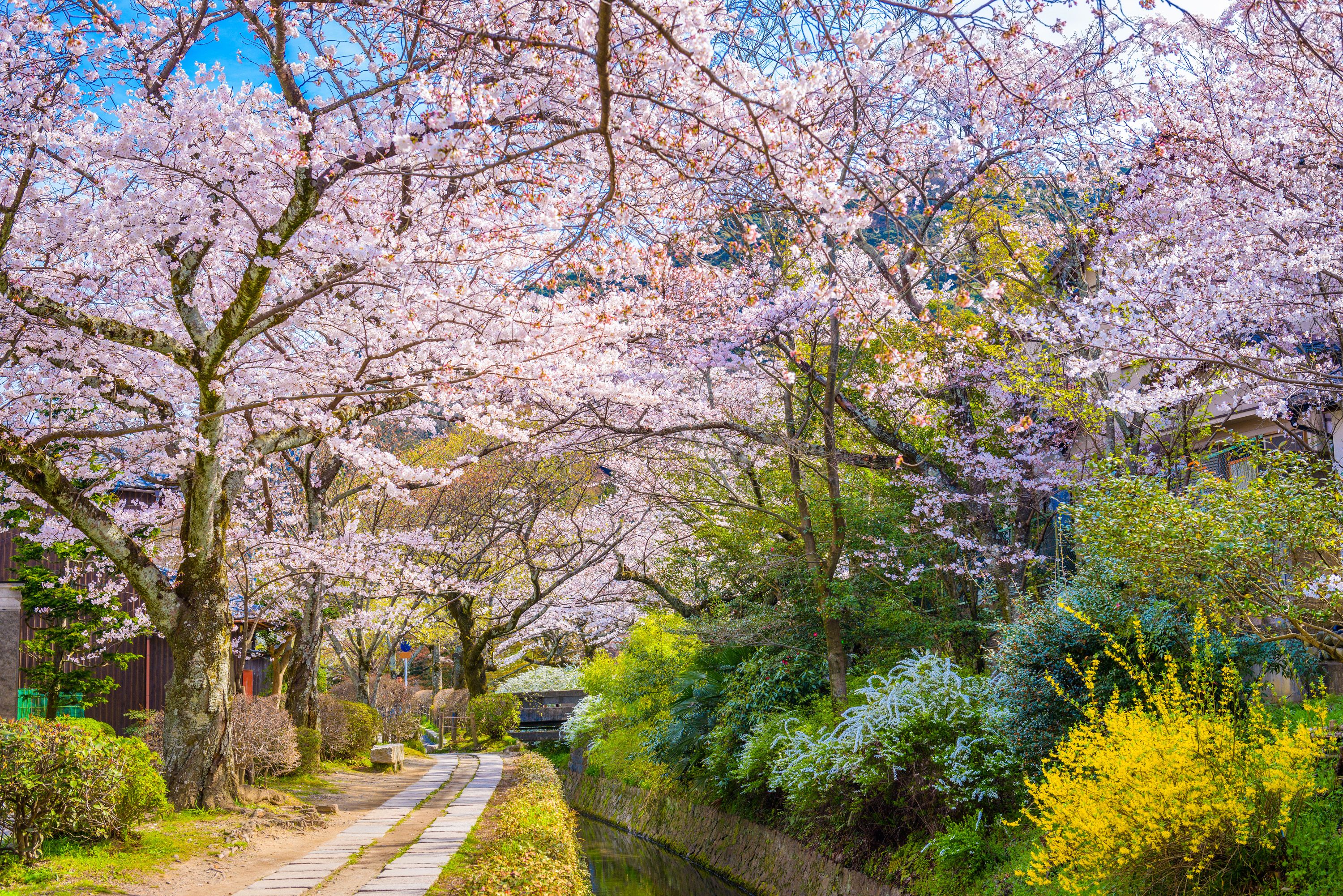 Where To See Beautiful Cherry Blossoms Around The World