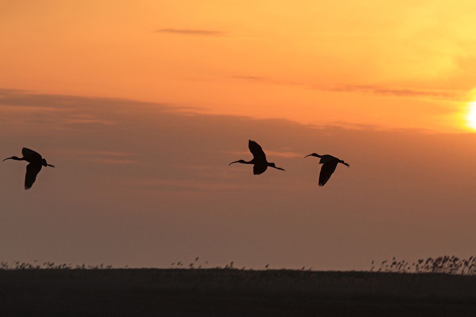 Lake Elementeita Sunset with Birds in Kenya