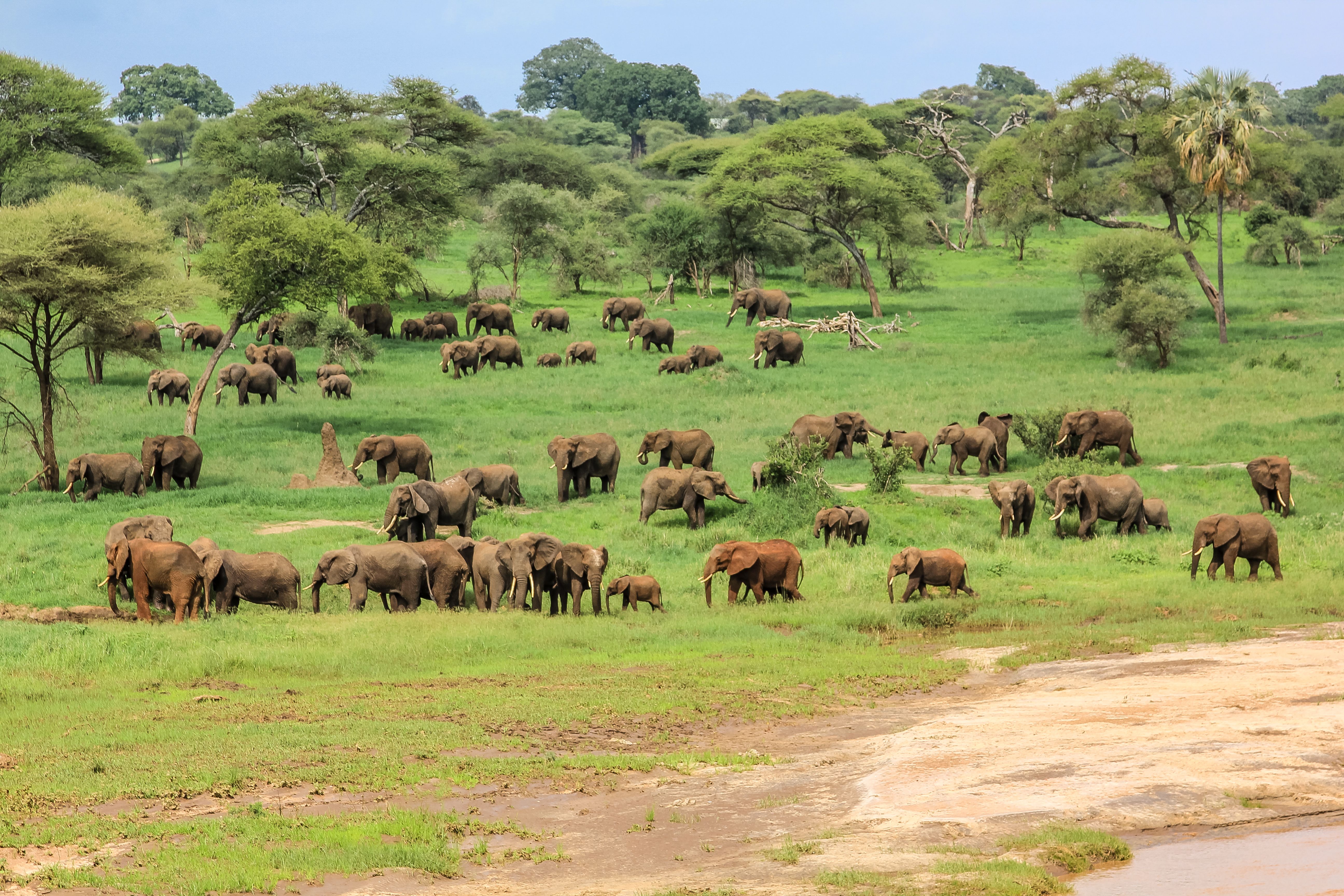 tarangire wildlife elephants