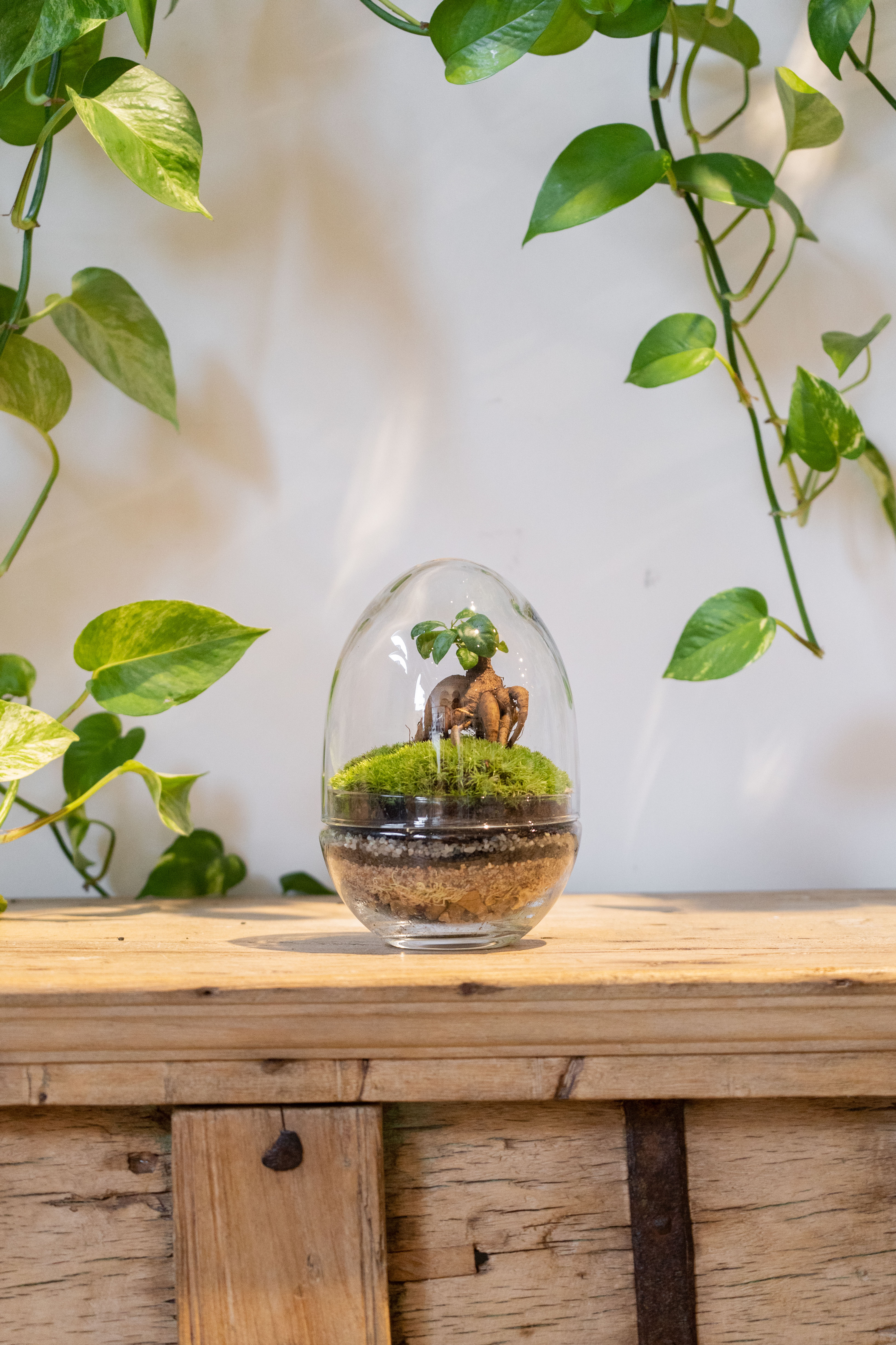 Kit Terrarium œuf