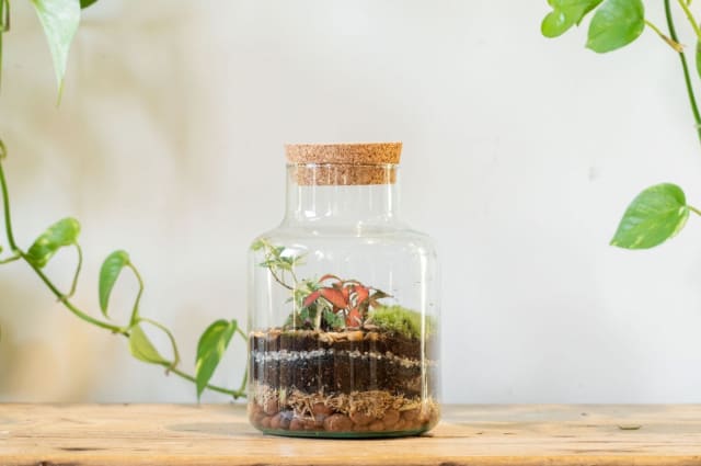 Terrarium Workshop - Slim Cork Jar