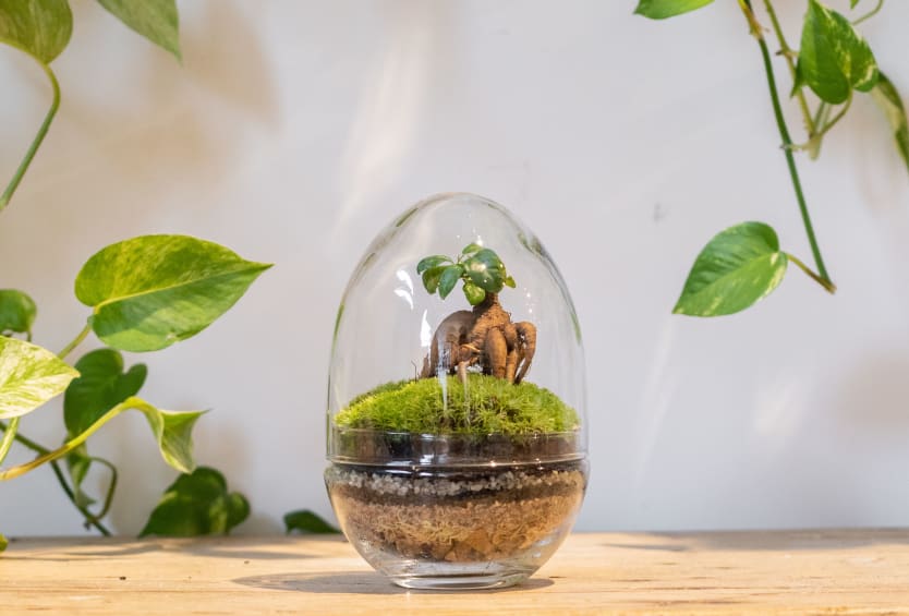 Kit Terrarium œuf