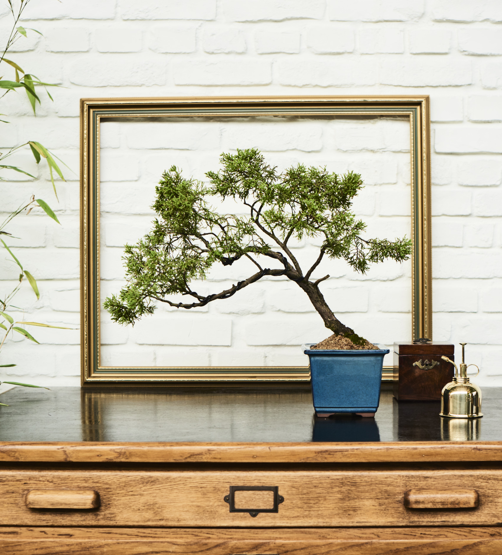 Private Class: Bespoke Bonsai Class | Obby