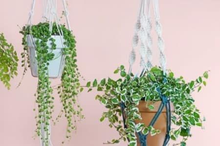Beginner's Macrame Plant Hanger Workshop