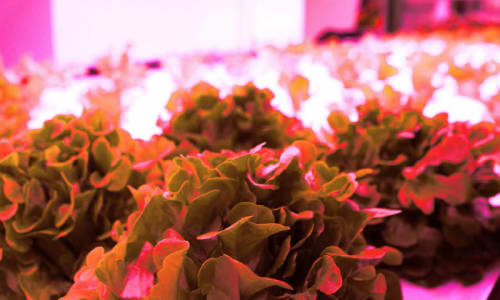 growup box: an aquaponic shipping container farm