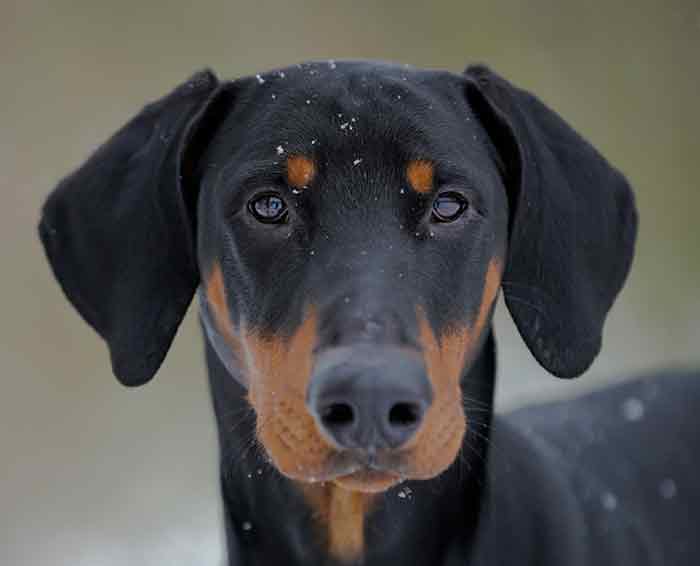 Pet