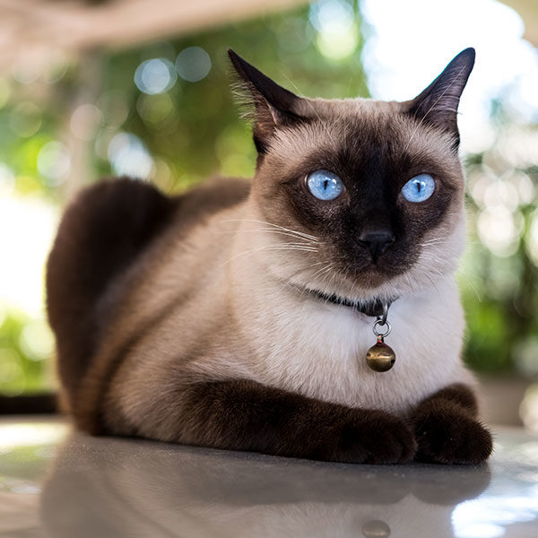 Pet