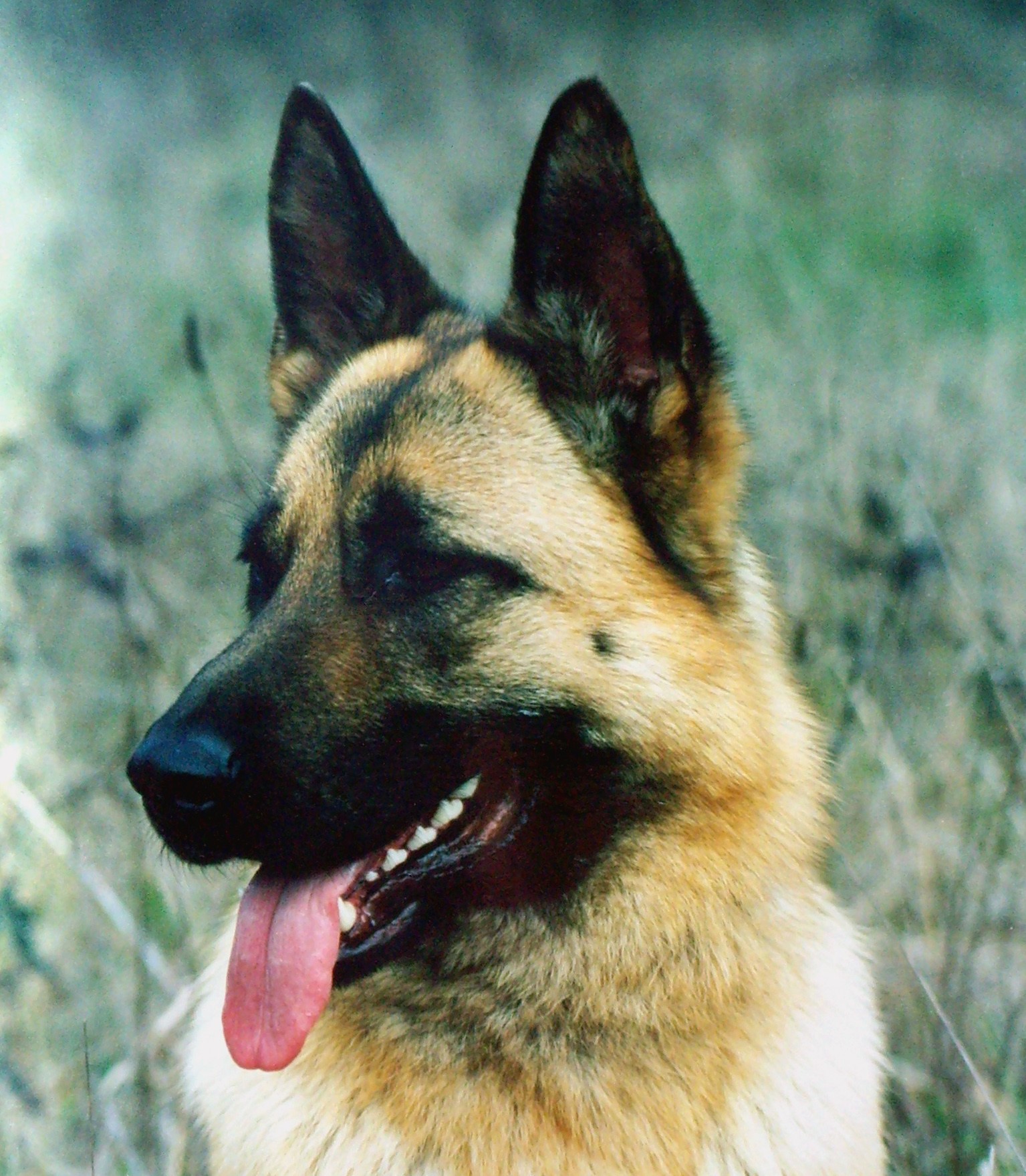 Pet