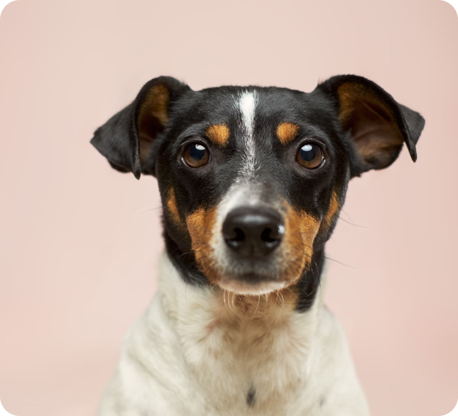 Pet