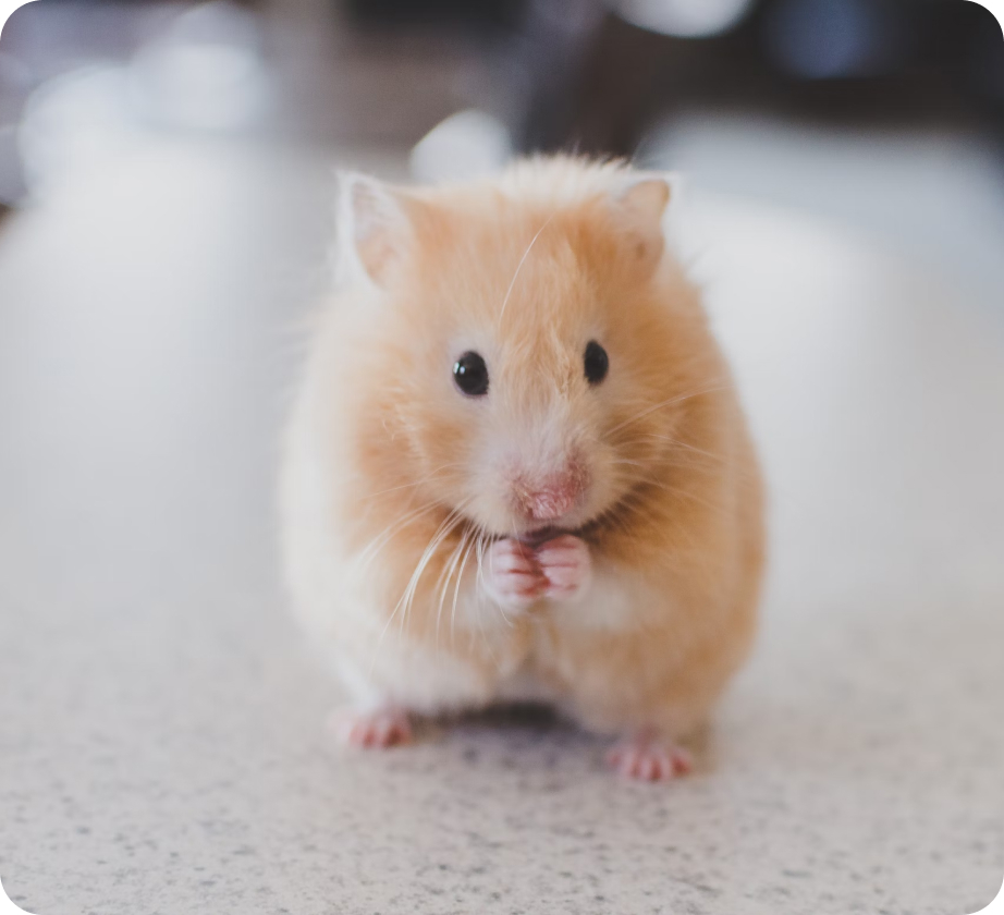 Pet