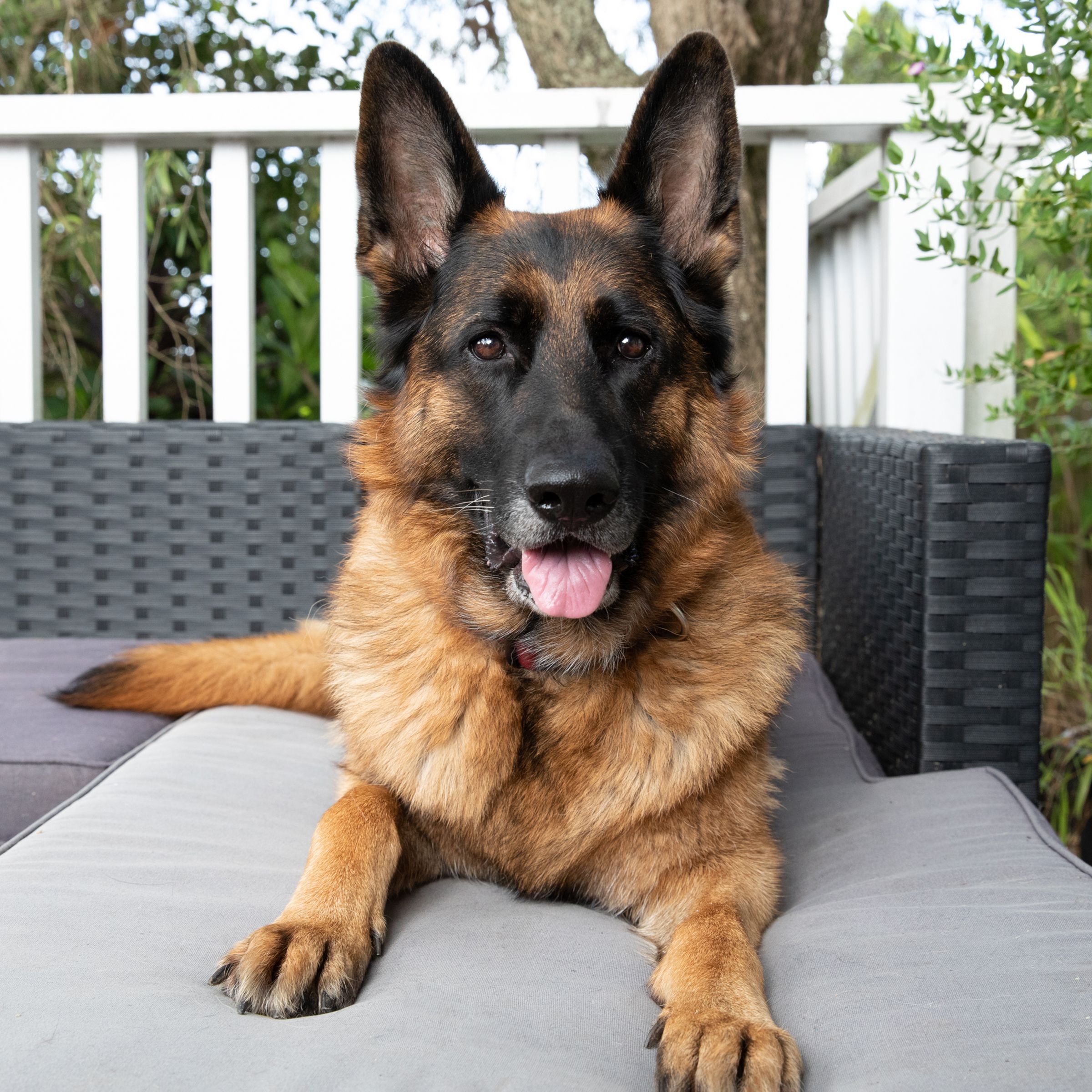 Pet