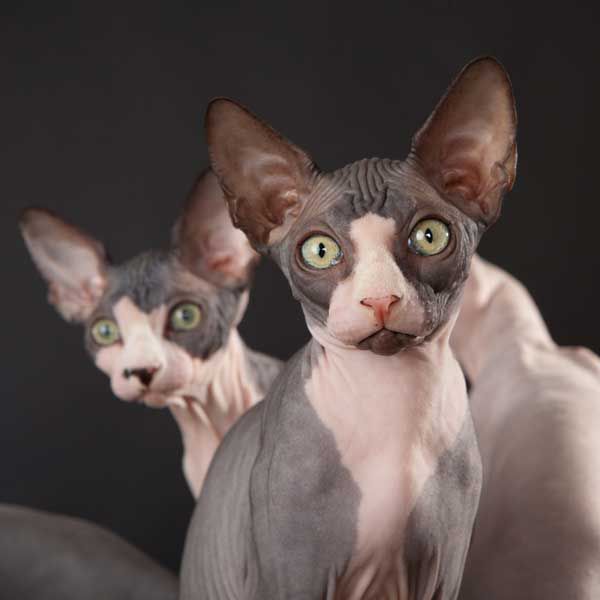 Pet