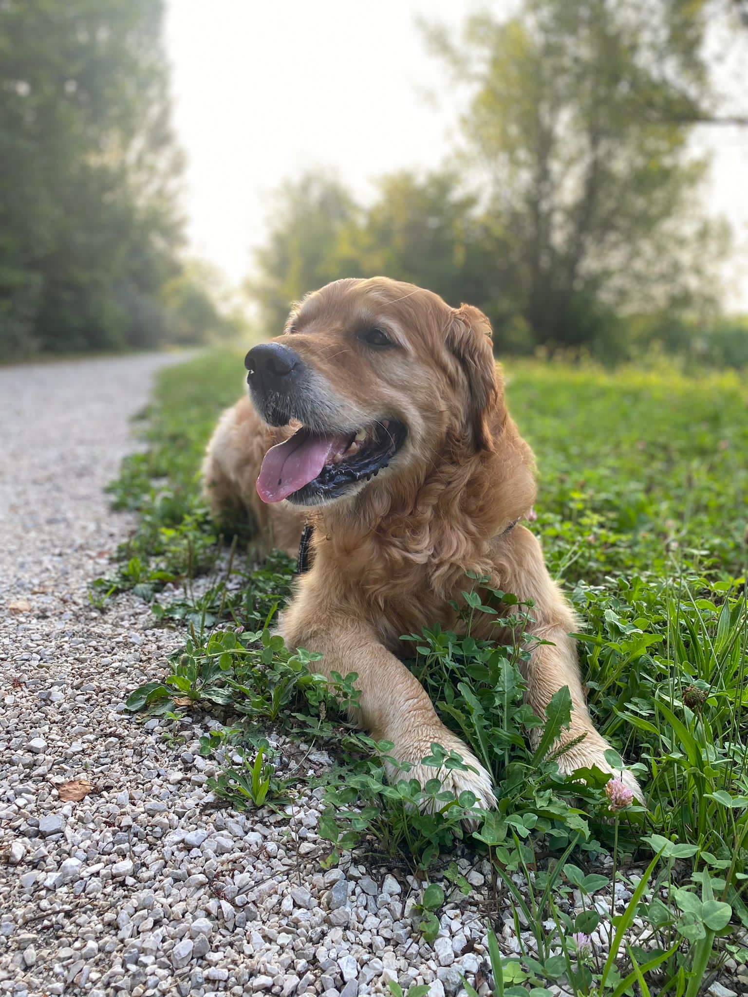 Pet