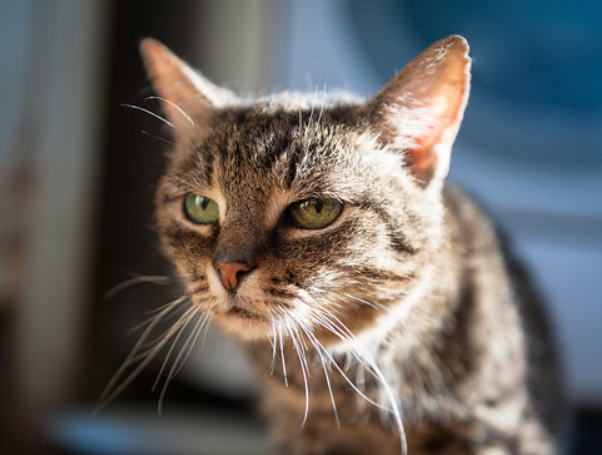Pet