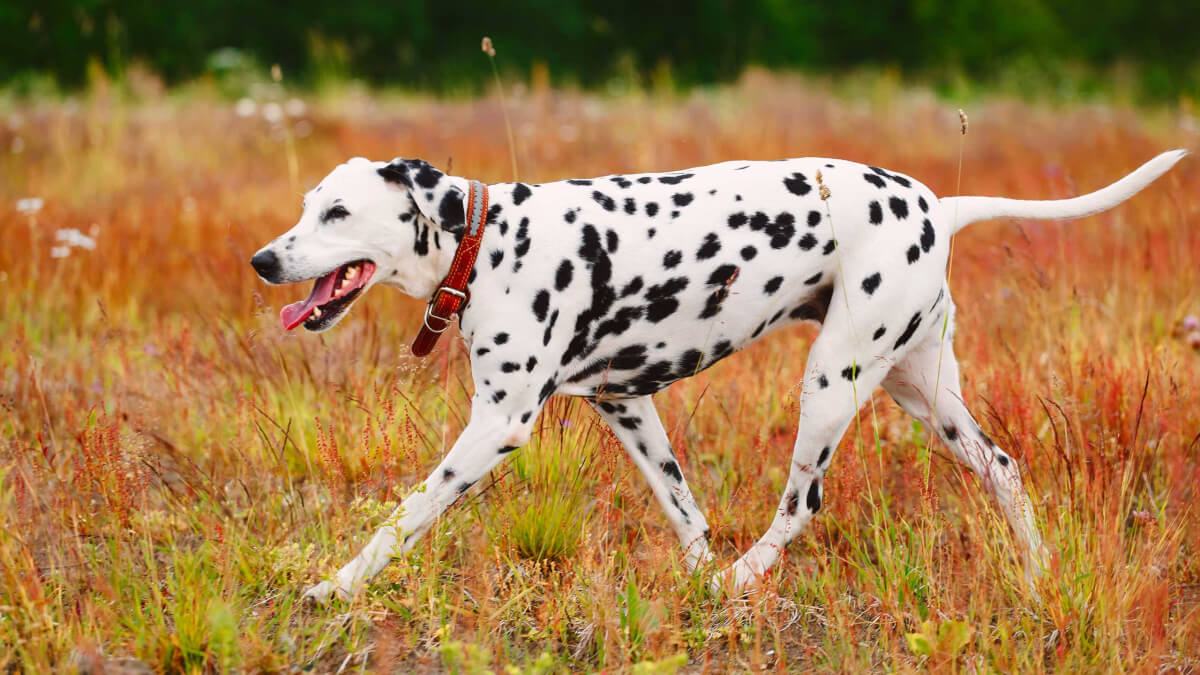 Pet