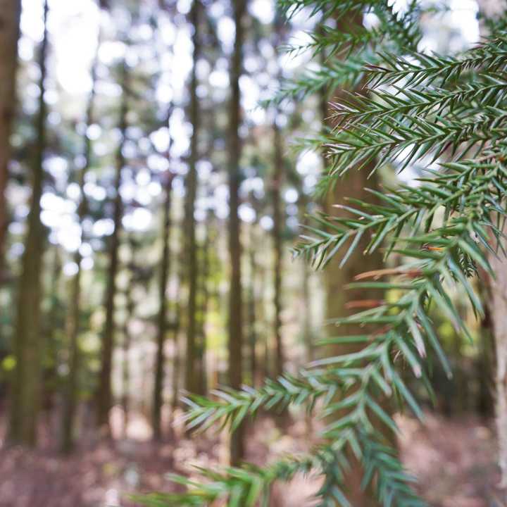 Nærbilde av furutrær i en skog