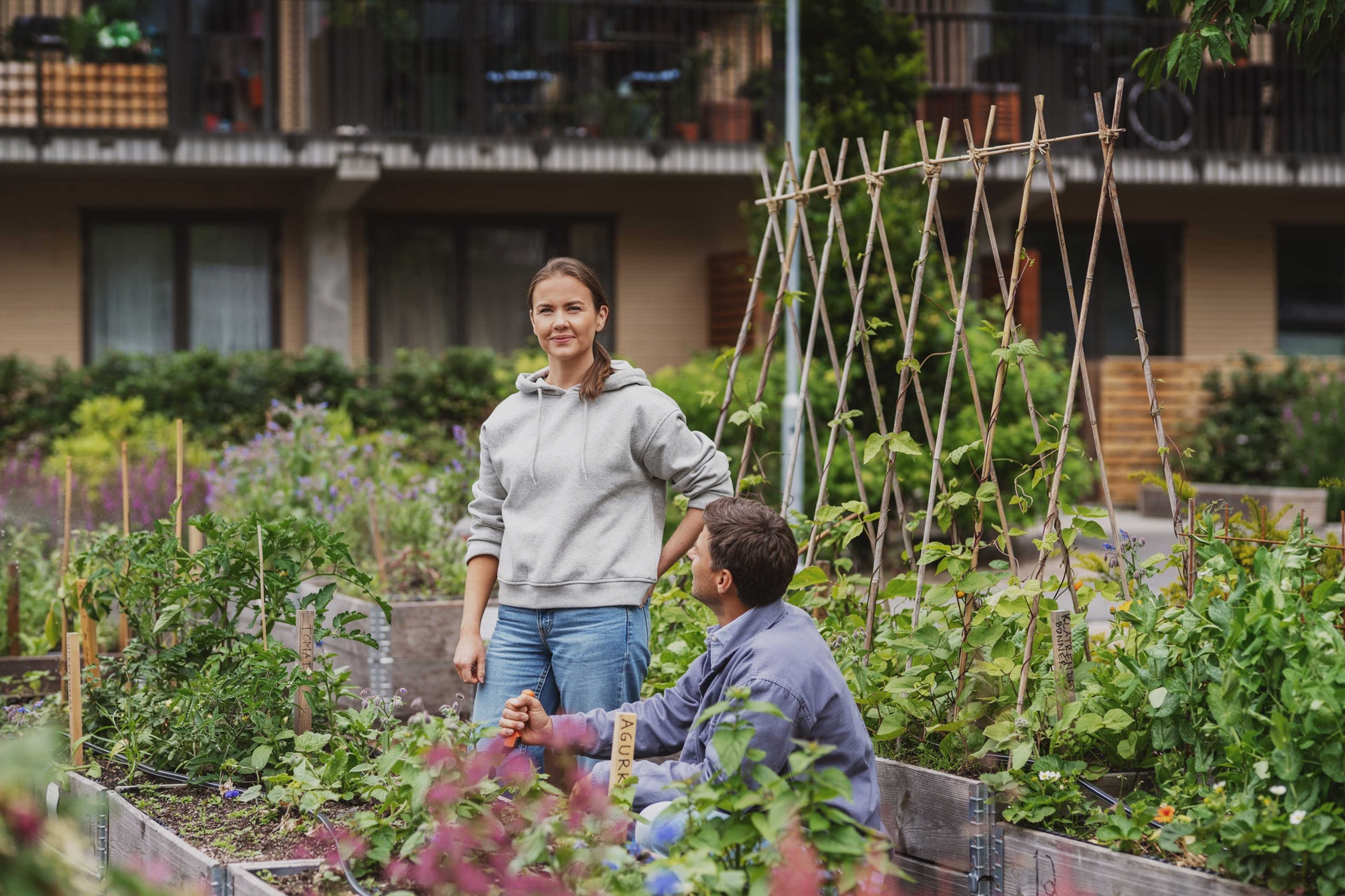 Kvinne og mann dyrker grønnsaker i bakgården til et borettslag
