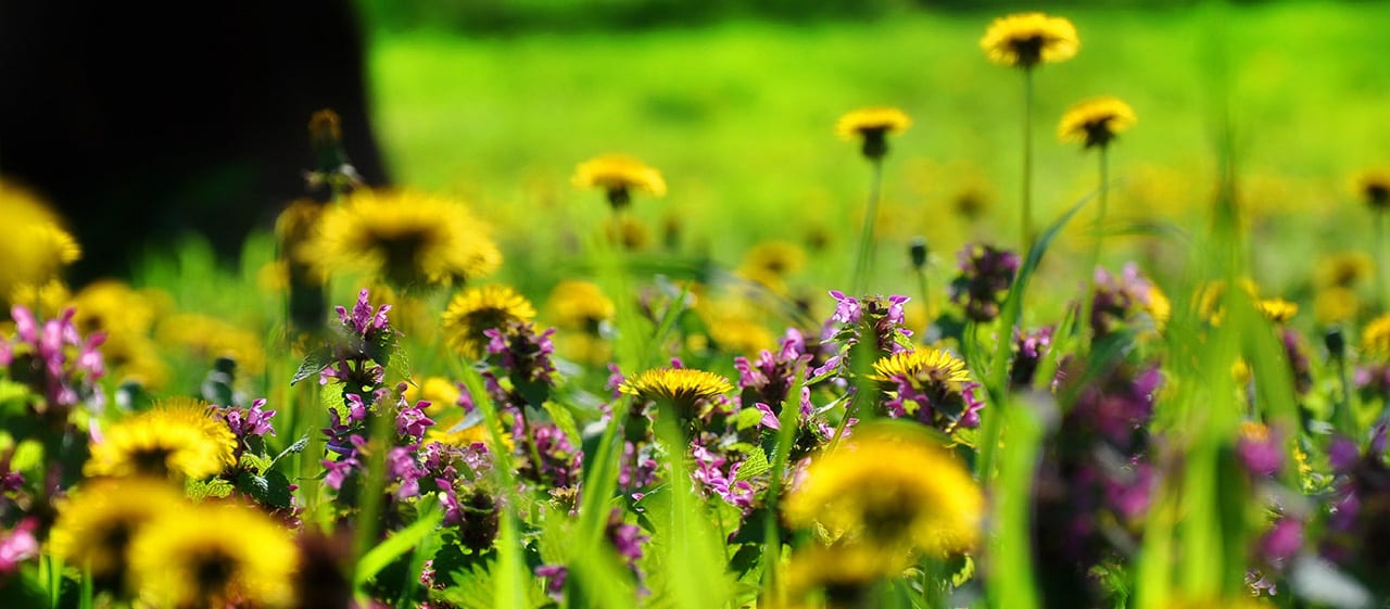 Blomstereng, bildet er tatt av Jenő Szabó fra Pixabay