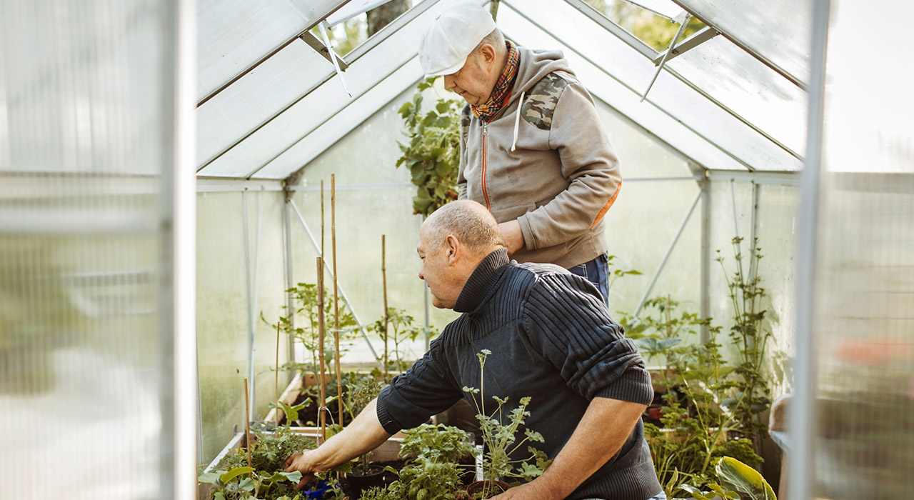 To eldre menn med planter i et drivhus.