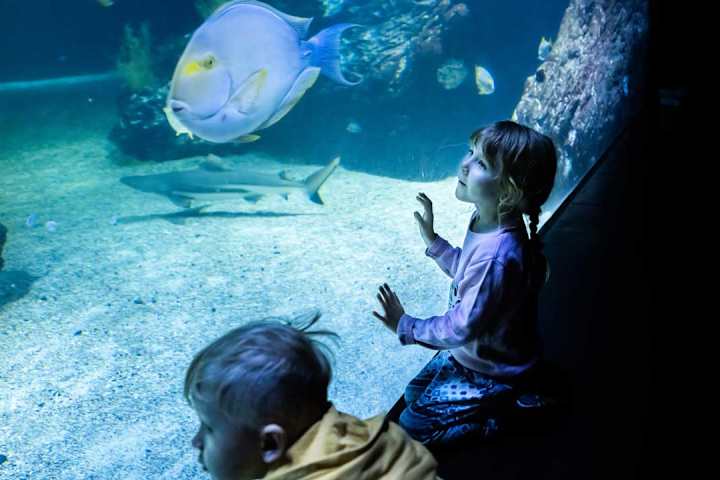 Bild på person i rymddräkt i akvarium 