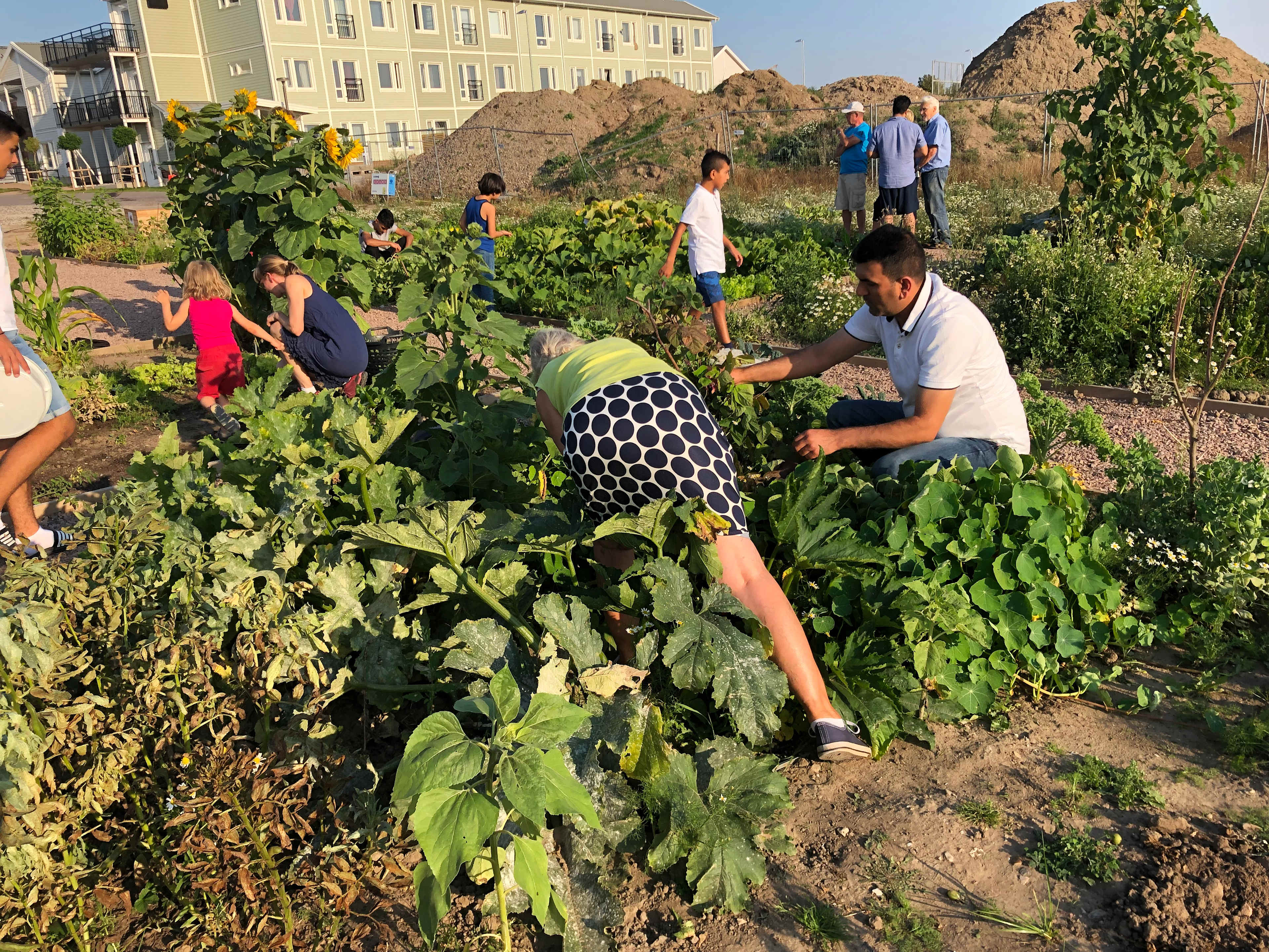Flera personer odlar i ett stort odlingsland