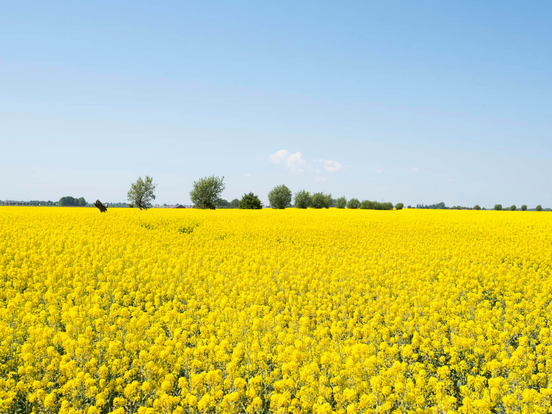 Gult rapsfält med blå himmel