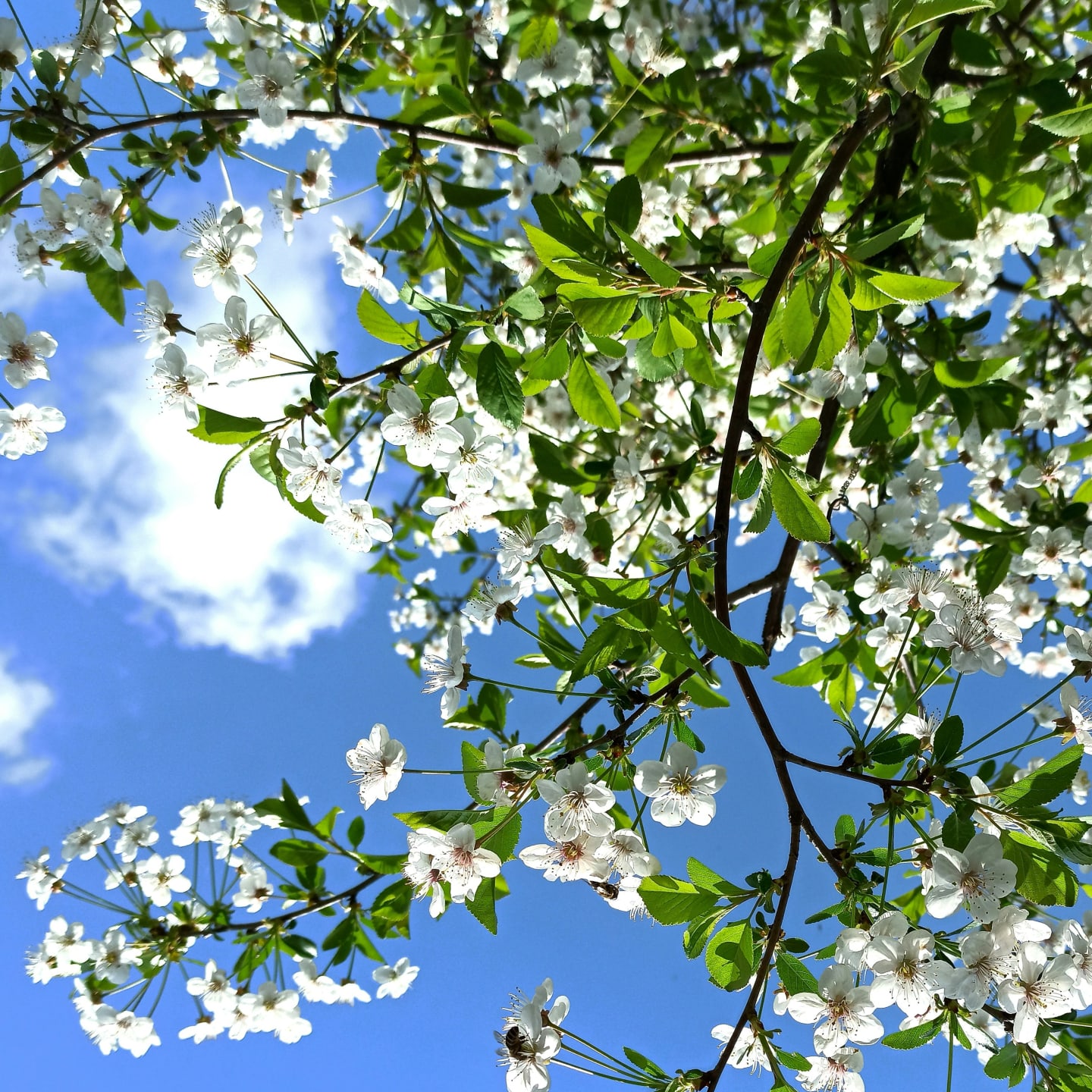 Bilde av sommerblomster og blå himmel