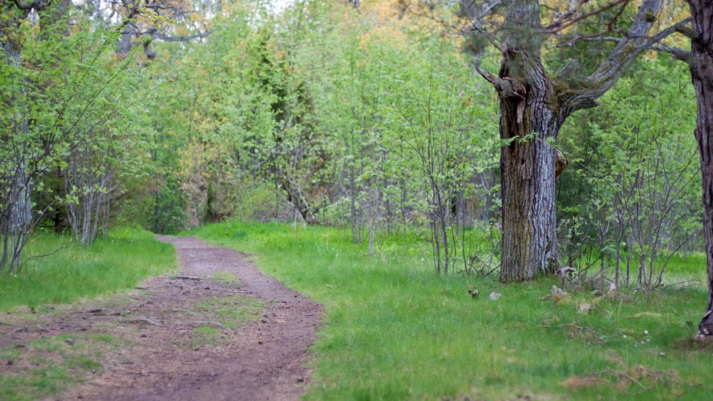 stig i en skog