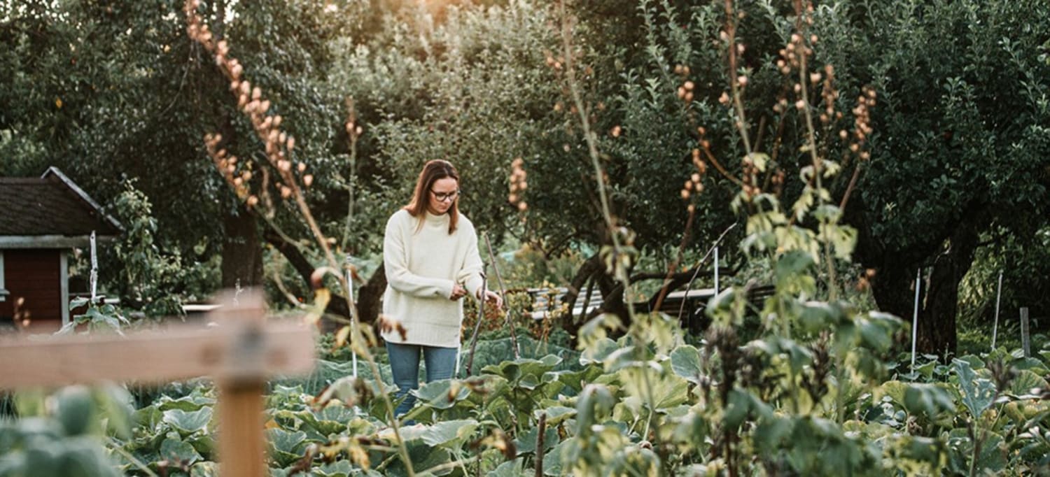 kvinne dyrker planter og grønnsaker i hage