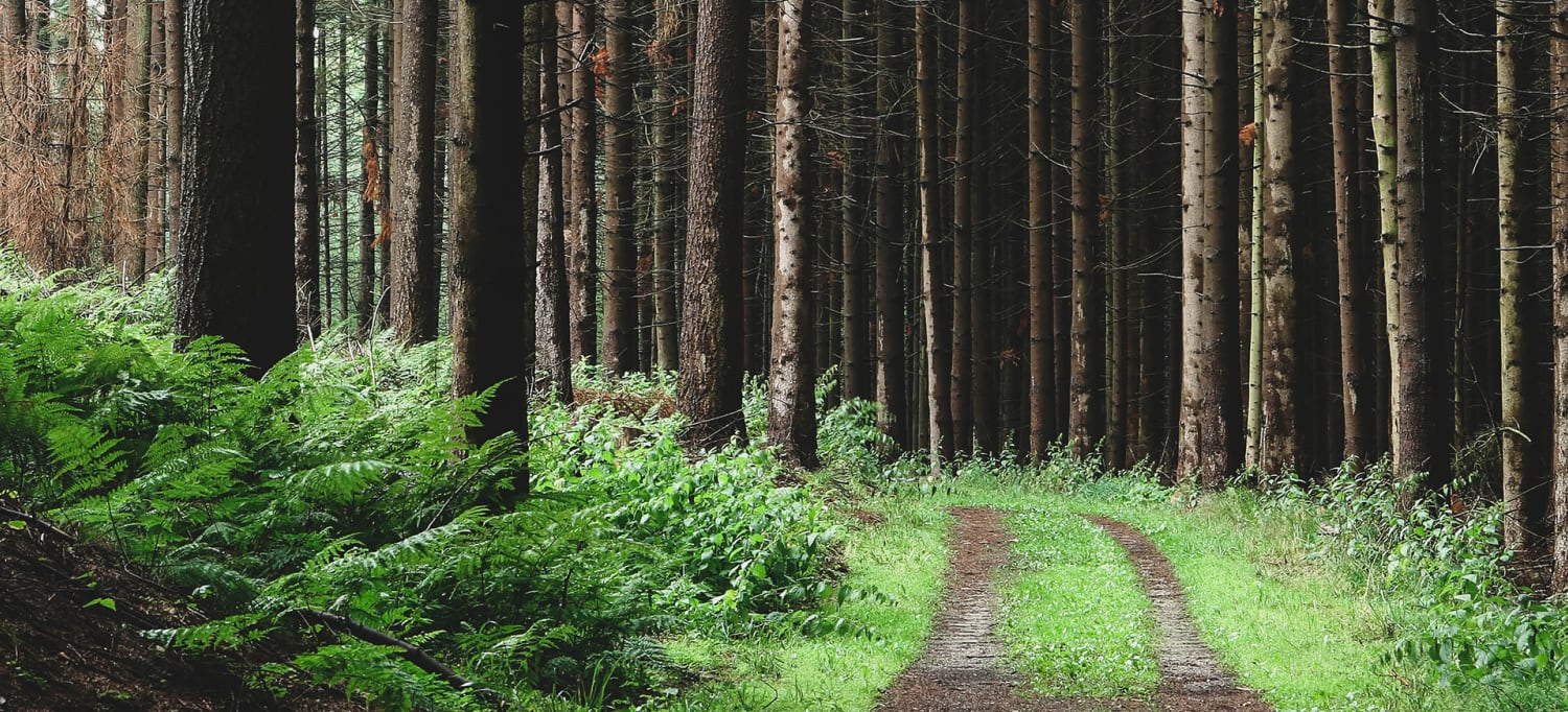 en skogsstig i en granskog