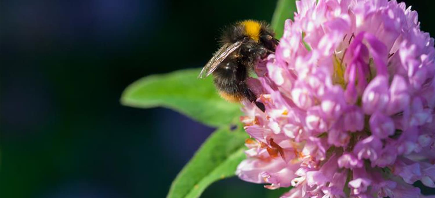 Fotografi av en bie i Løren botaniske