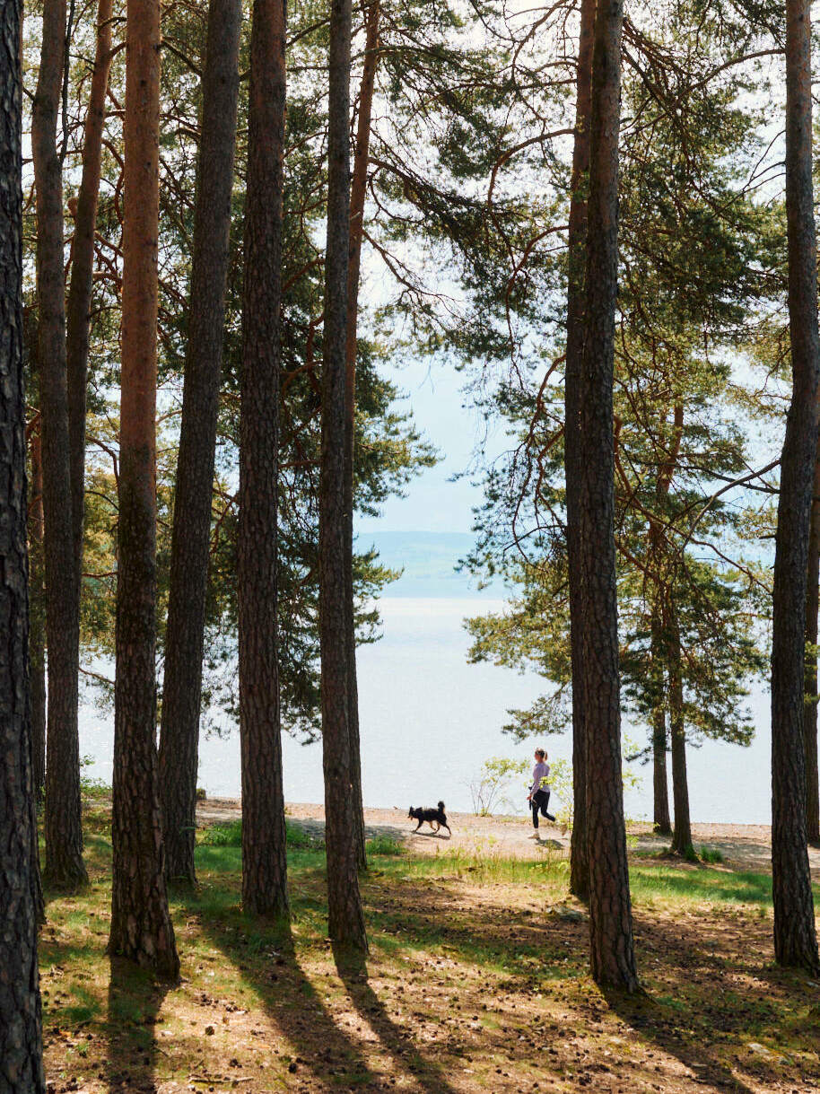 Furuskog på Hamar