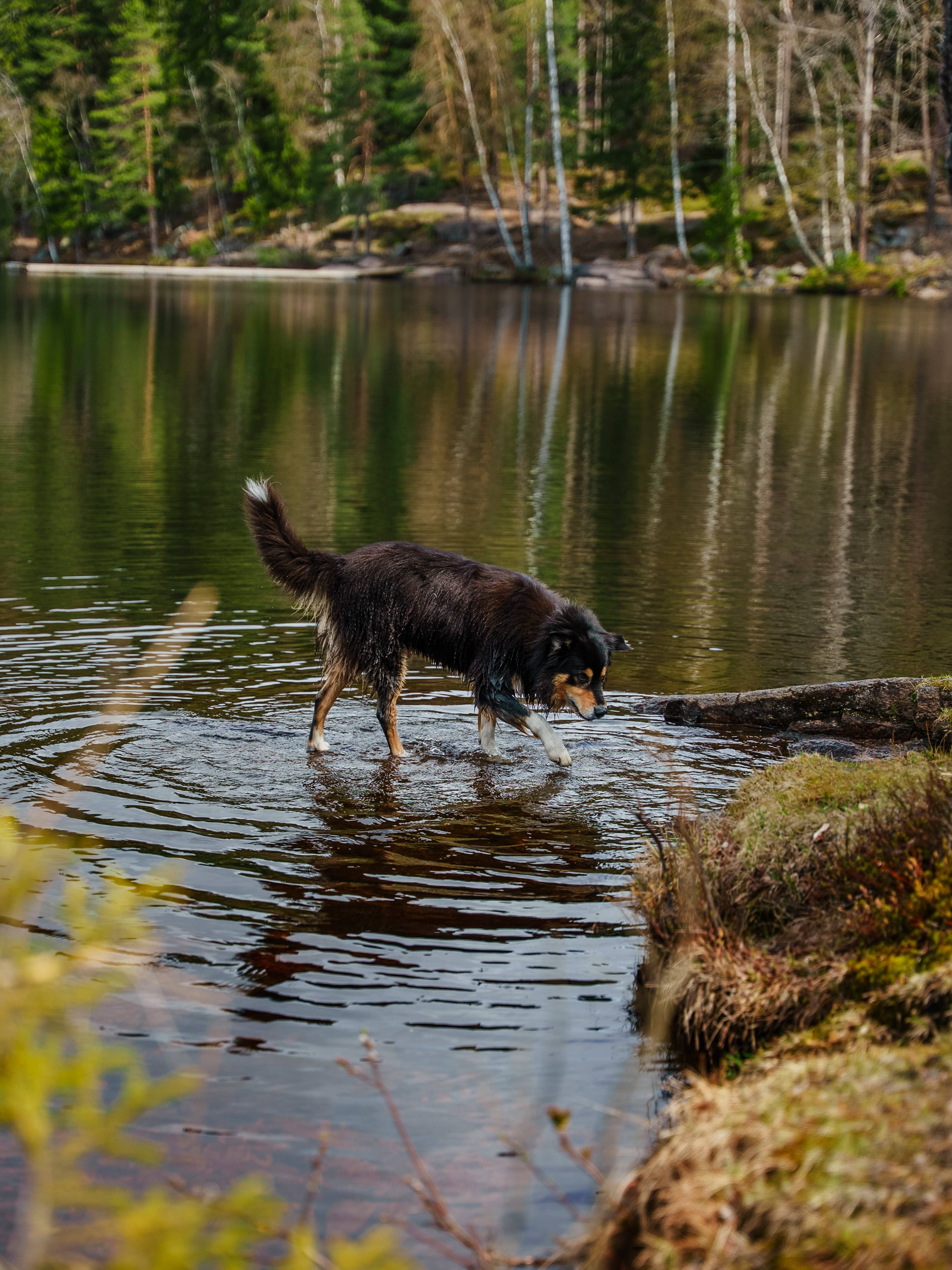 Foto av våt hund på vei opp fra Steinbruvannet.