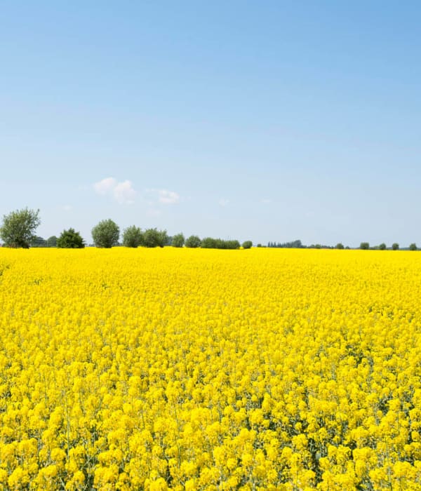 en stor åker med gula blommor
