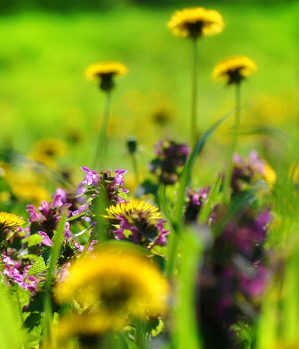 Blomstereng, bildet er tatt av Jenő Szabó fra Pixabay