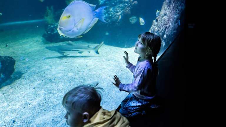 Bild på person i rymddräkt i akvarium 