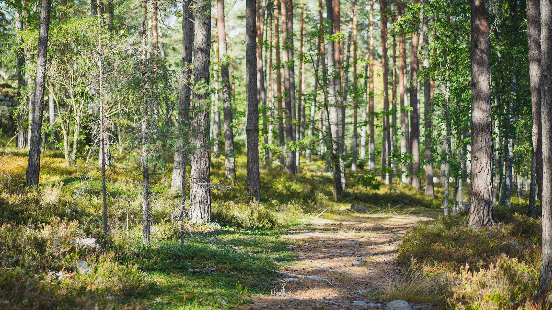 Nära till naturen 