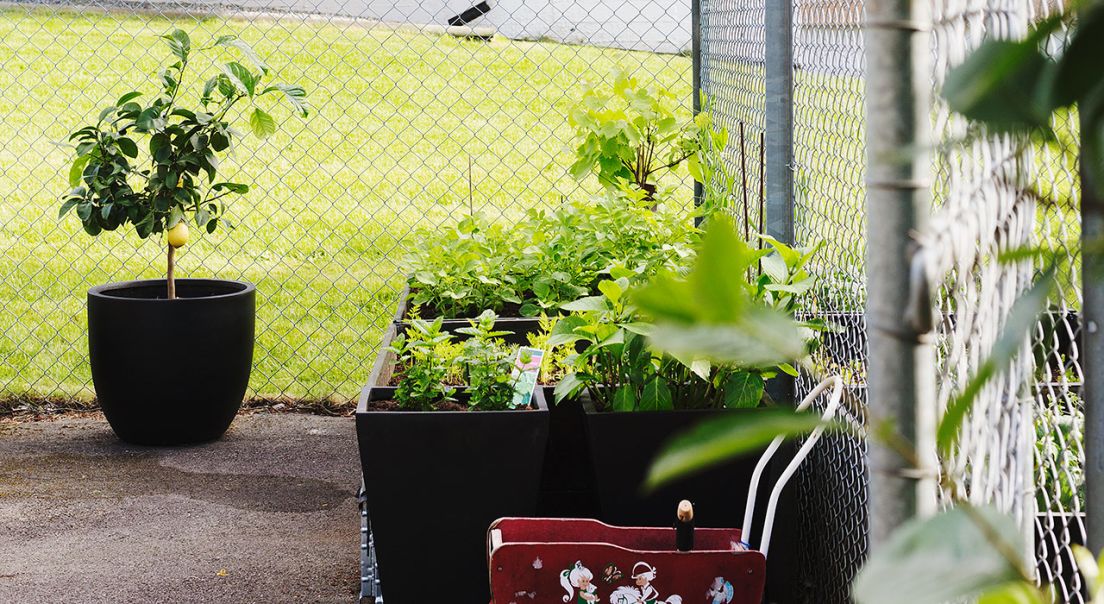 Uteområder med planter og plantekasser i Godlia borettslag.