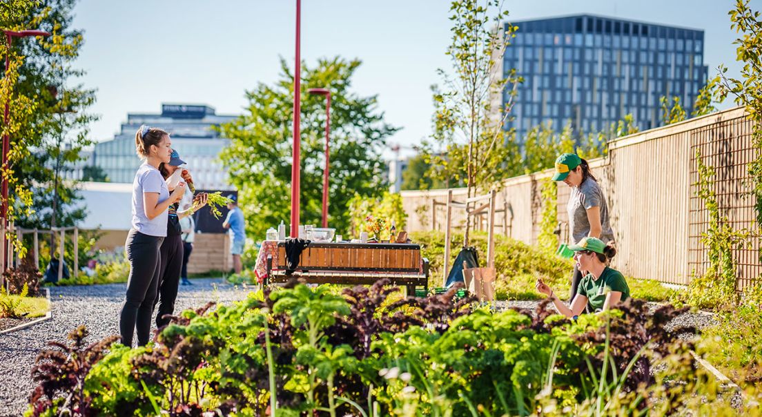 Arbeidsøkt i et samdyrkelag