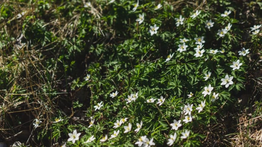 Varför välja Brf Bergafrun?