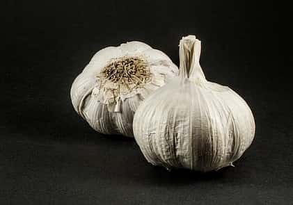 Garlic- natural rabbit repellent natural rabbit repellent